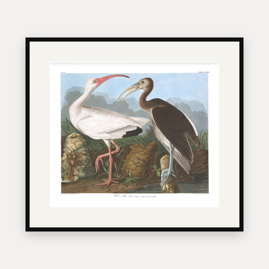 White Ibis, Audubon Plate 222, mounted in a black frame
