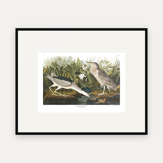 Night Heron, or Qua bird, Audubon Plate 236, mounted in a black frame