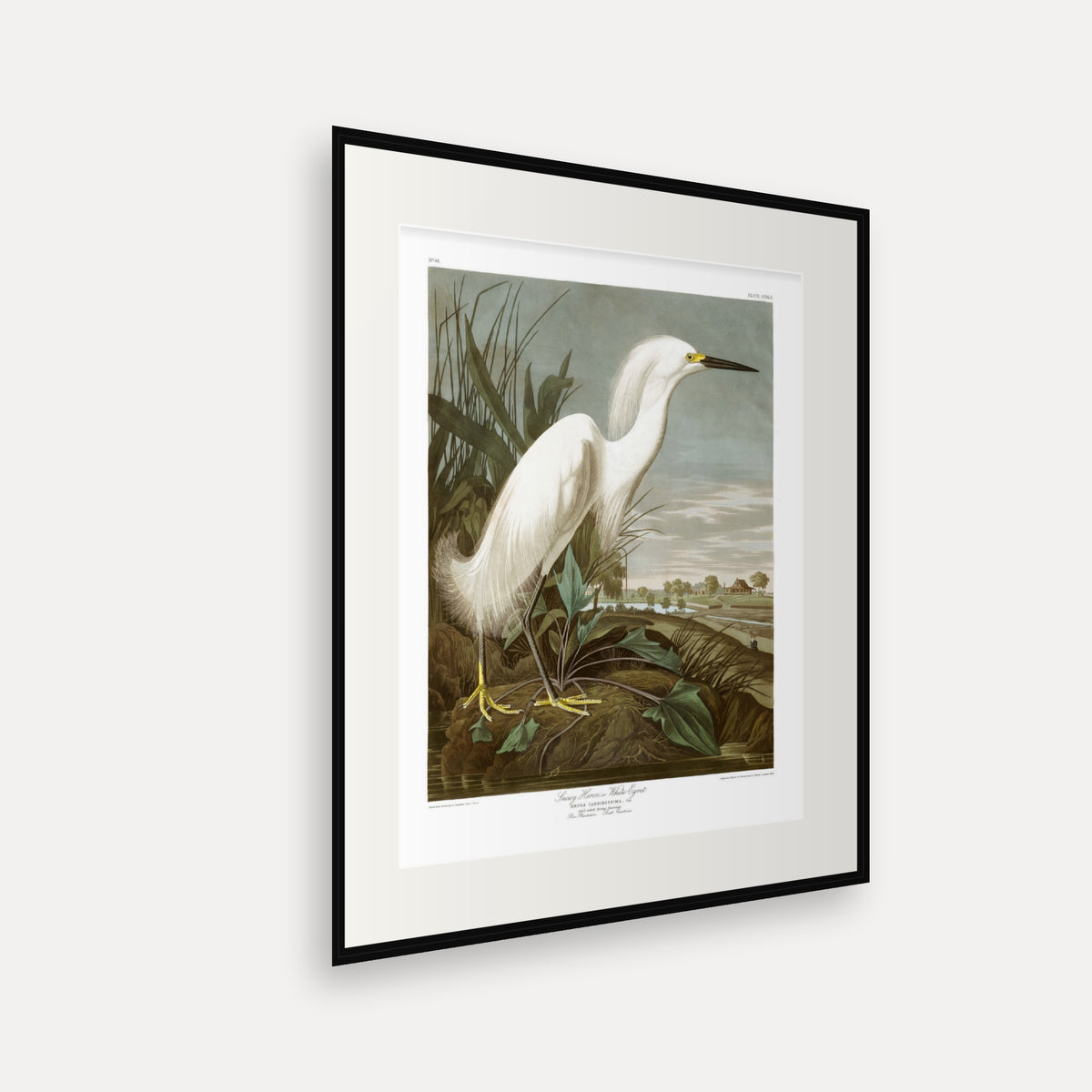 Snowy Heron, or White Egret, Audubon Plate 242, mounted in a black frame, angled view