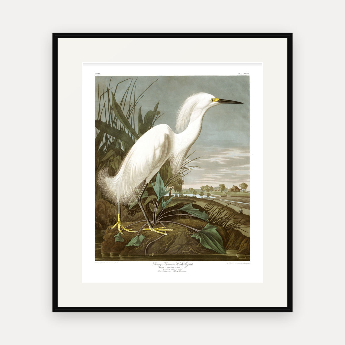 Snowy Heron, or White Egret, Audubon Plate 242, mounted in a black frame