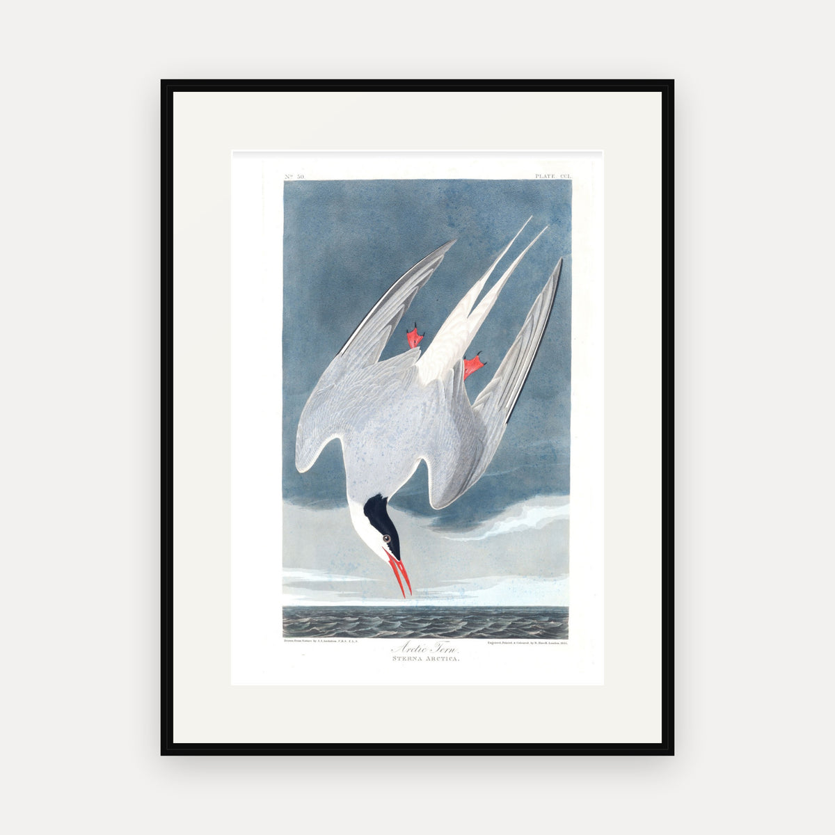 Arctic Tern, Audubon Plate 250, mounted in a black frame