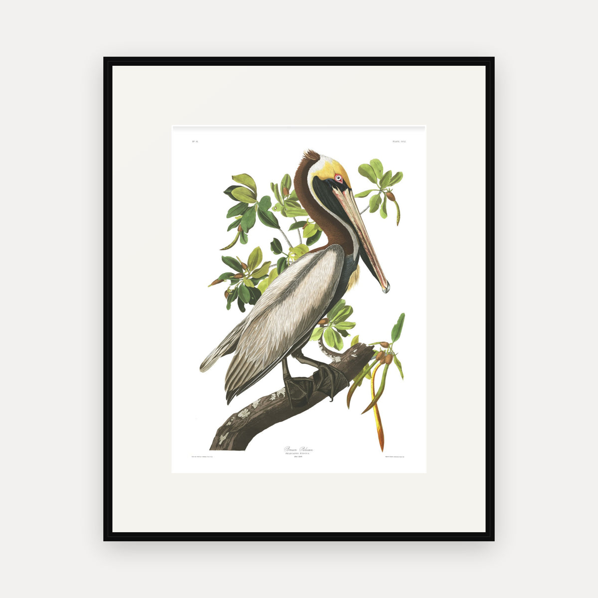 Brown Pelican, Audubon Plate 251, mounted in a black frame