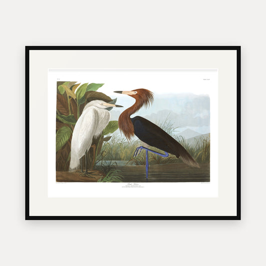 Purple Heron, Audubon Plate 256, mounted in a black frame