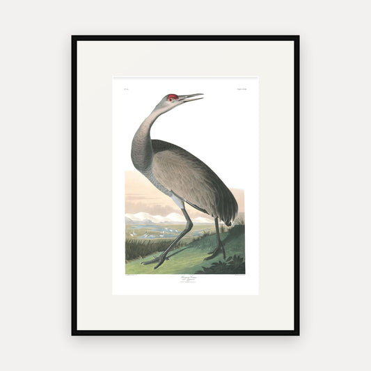 Hooping Crane, Audubon Plate 261, mounted in a black frame
