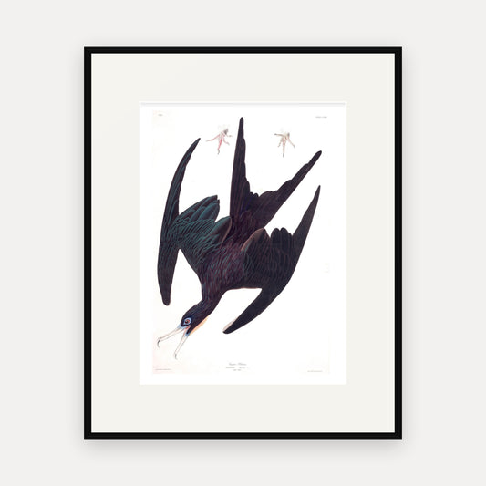 Frigate Pelican, Audubon Plate 271, mounted in a black frame