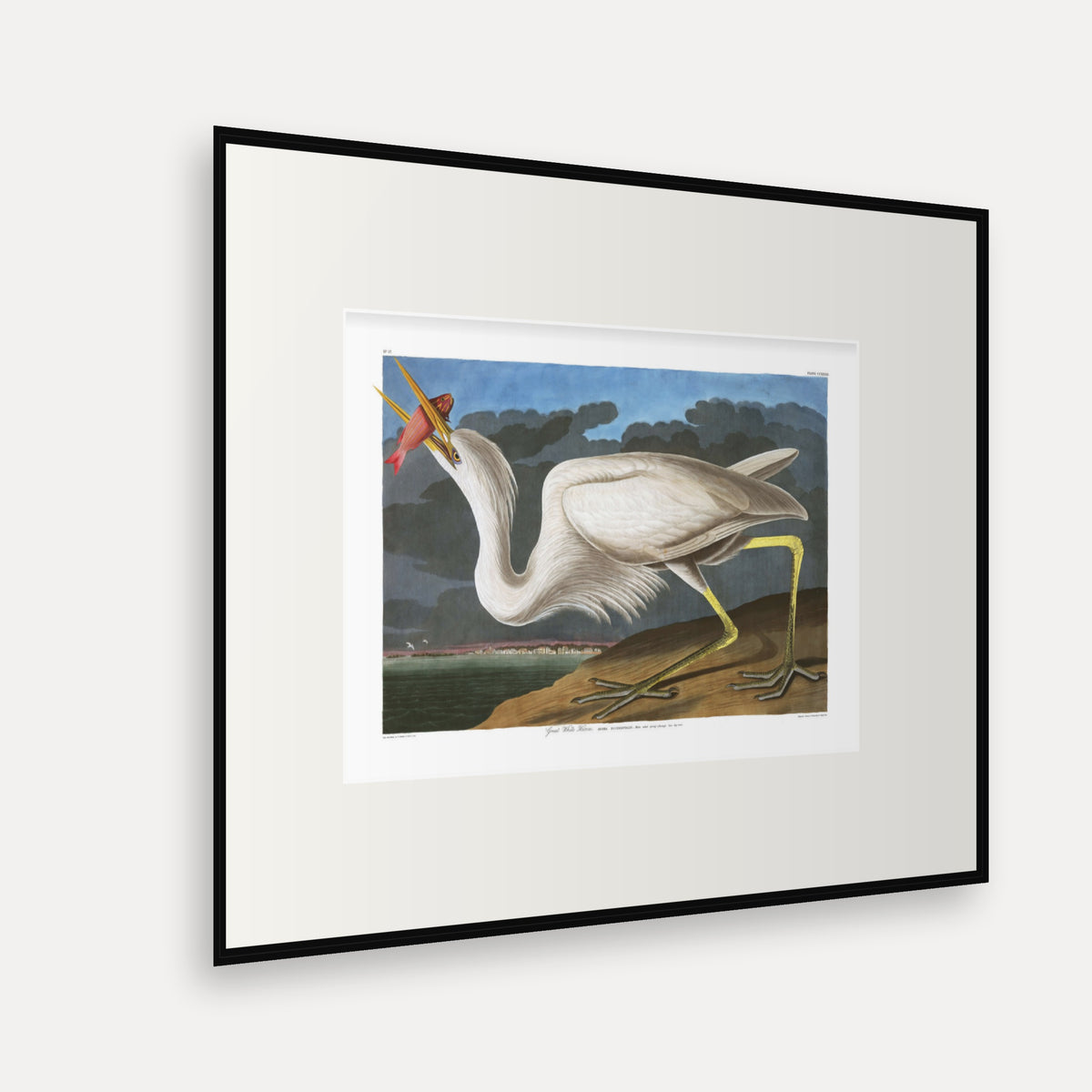 Great White Heron, Audubon Plate 281, mounted in a black frame, angled view