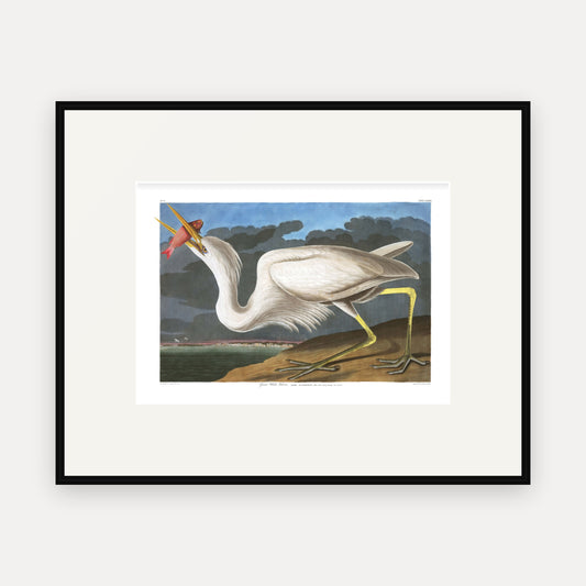 Great White Heron, Audubon Plate 281, mounted in a black frame