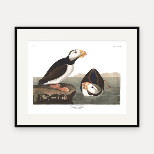 Large billed Puffin, Audubon Plate 293, mounted in a black frame