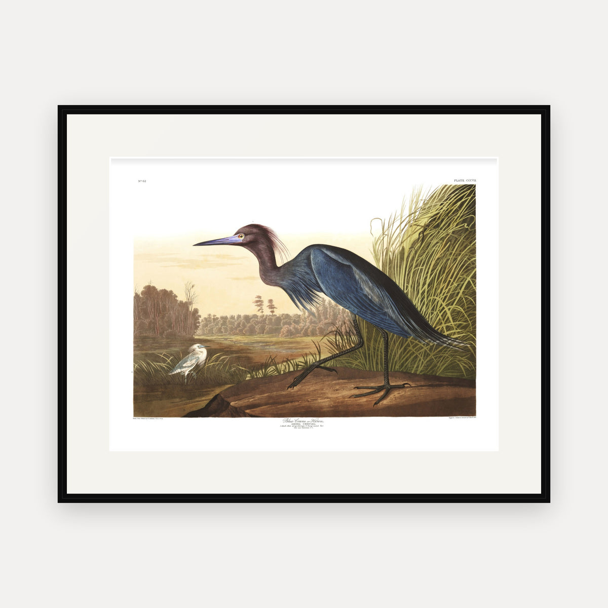 Blue Crane, or Heron, Audubon Plate 307, mounted in a black frame
