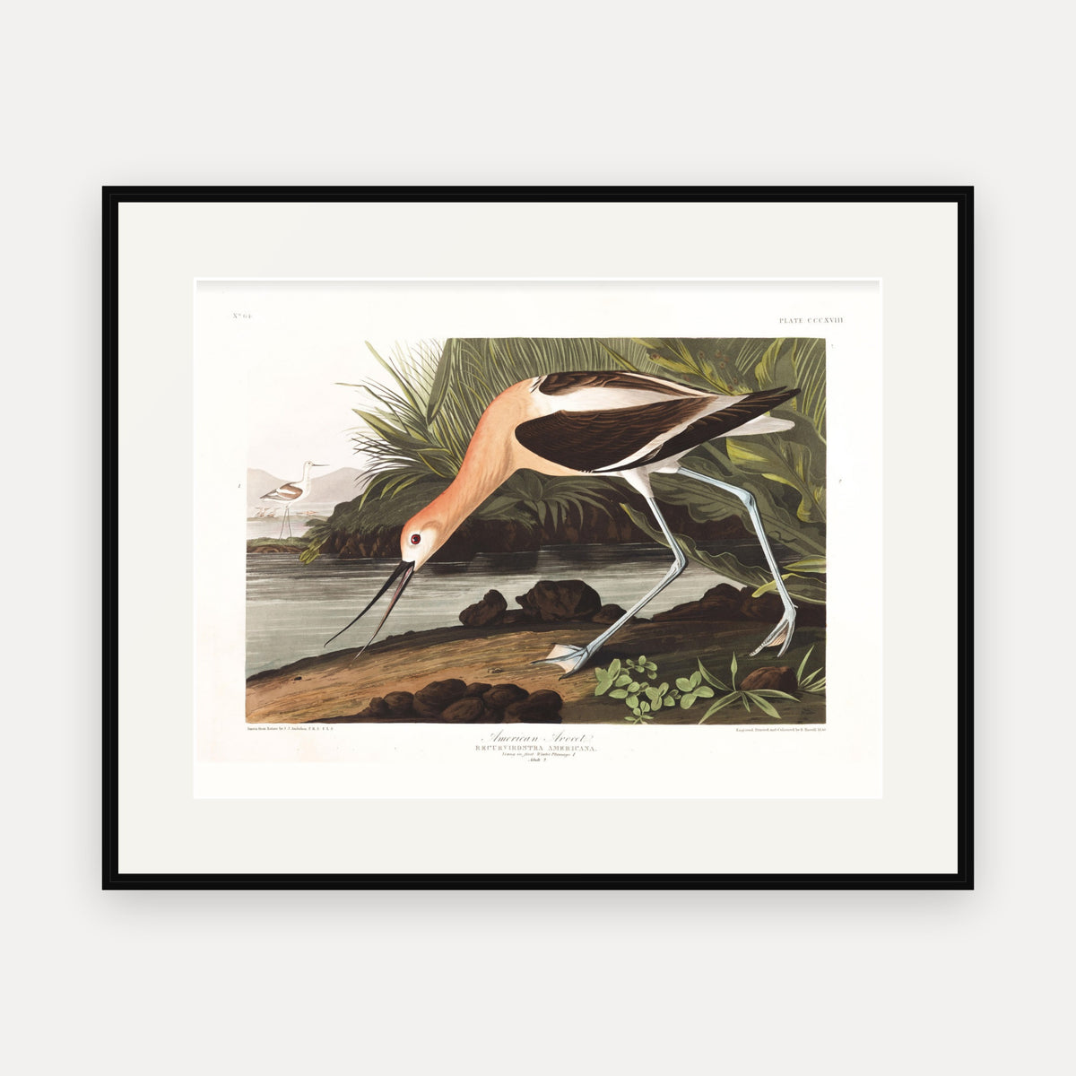 American Avocet, Audubon Plate 318, mounted in a black frame