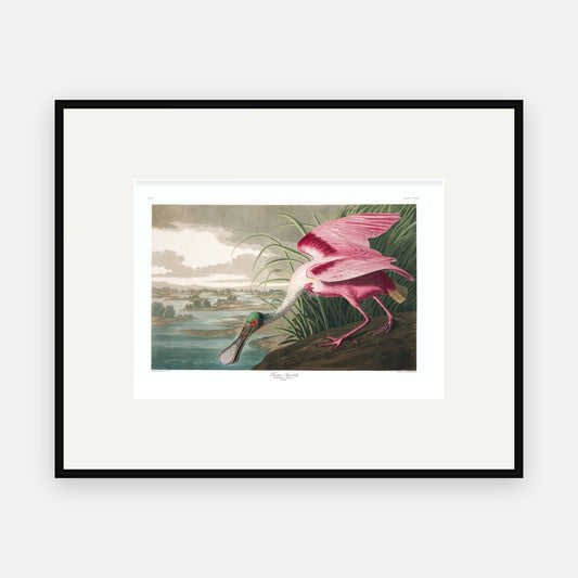 Roseate Spoonbill, Audubon Plate 321, mounted in a black frame