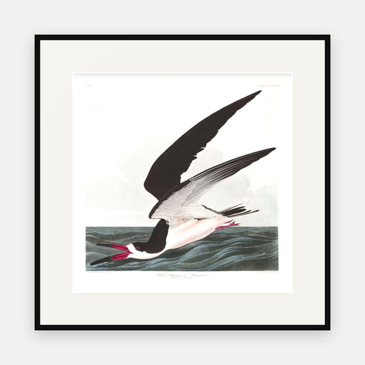 Black Skimmer, or Shearwater, Audubon Plate 323, mounted in a black frame