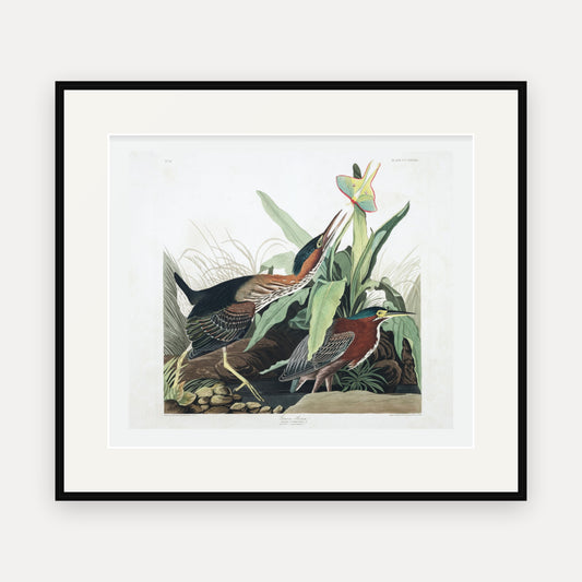 Green Heron, Audubon Plate 333, mounted in a black frame