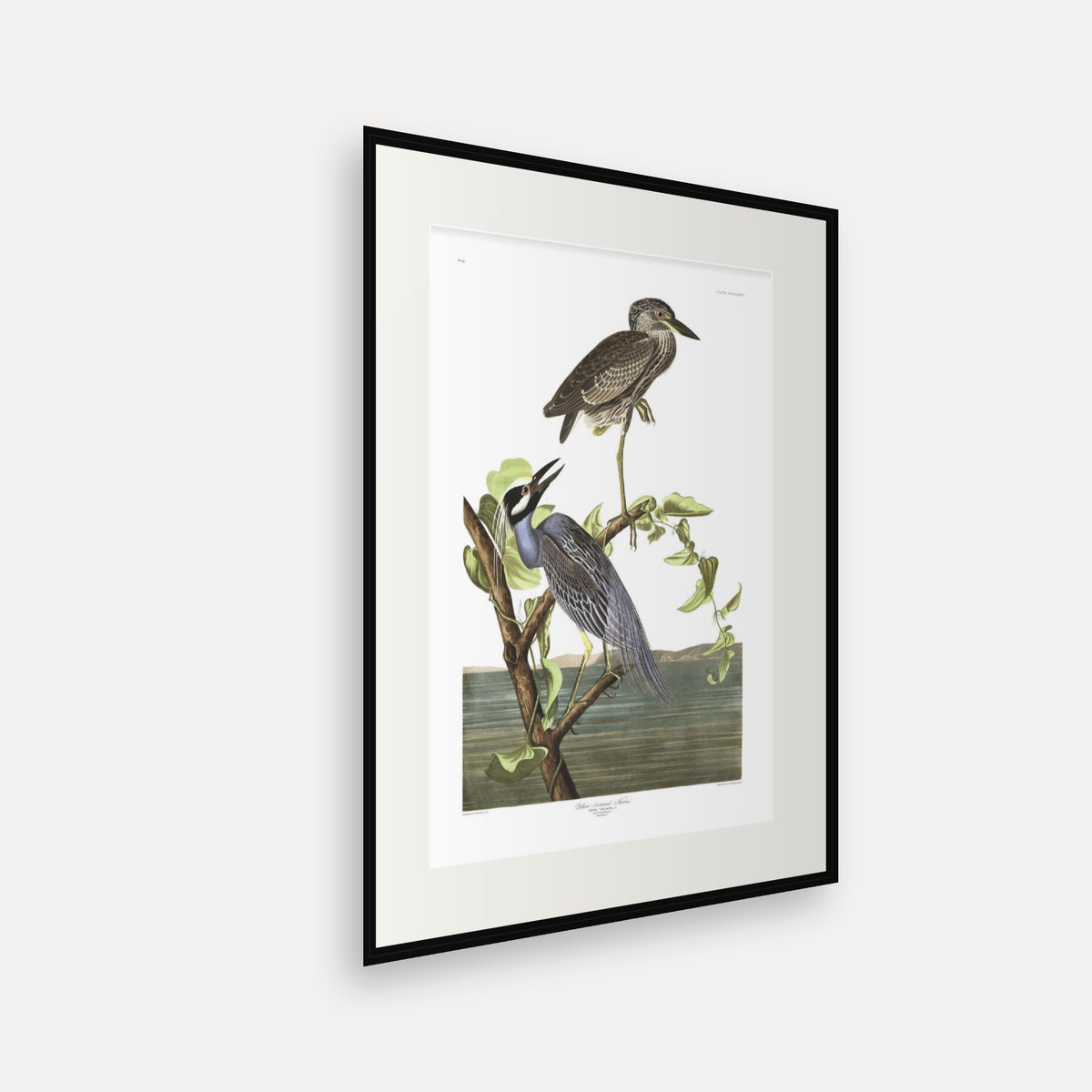 Yellow-Crowned Heron, Audubon Plate 336, mounted in a black frame, angled view