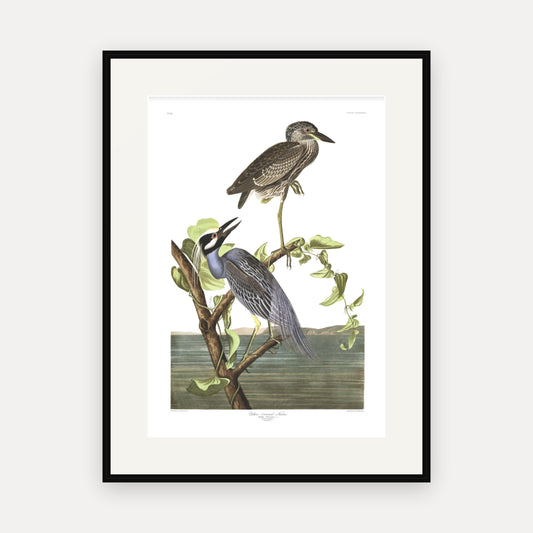 Yellow-Crowned Heron, Audubon Plate 336, mounted in a black frame