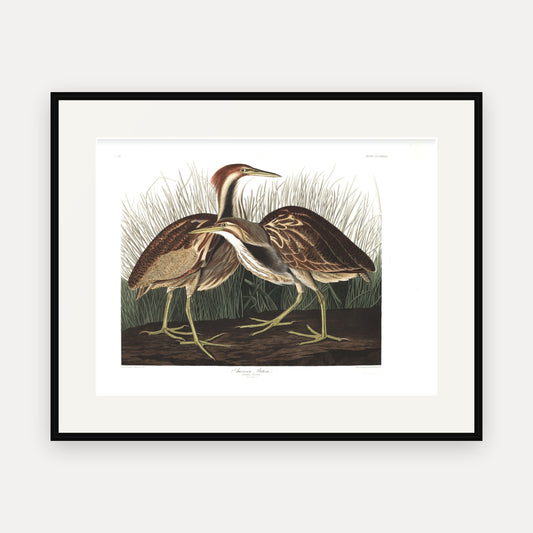 American Bittern, Audubon Plate 337, mounted in a black frame