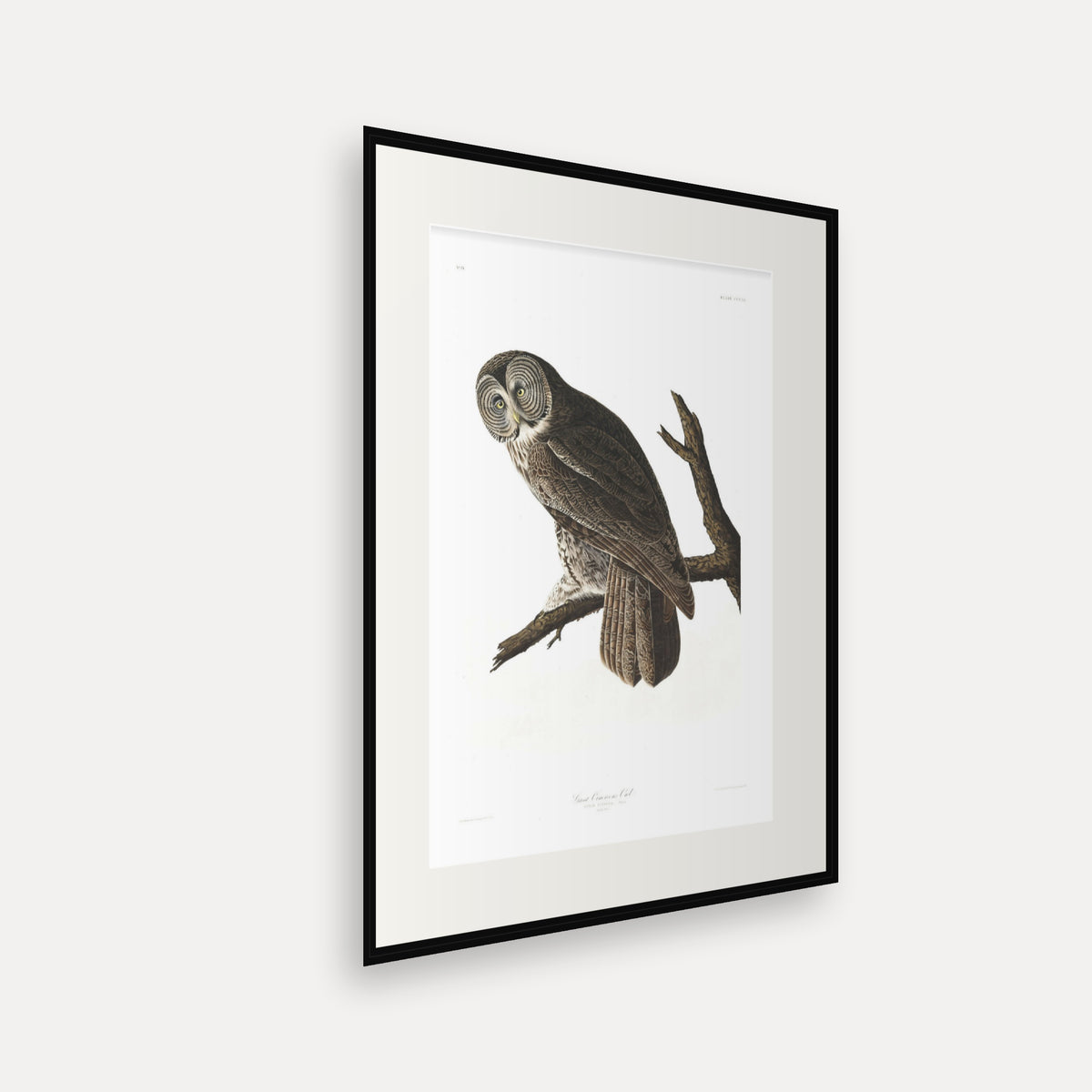 Great Cinereous Owl, Audubon Plate 351, mounted in a black frame, angled view