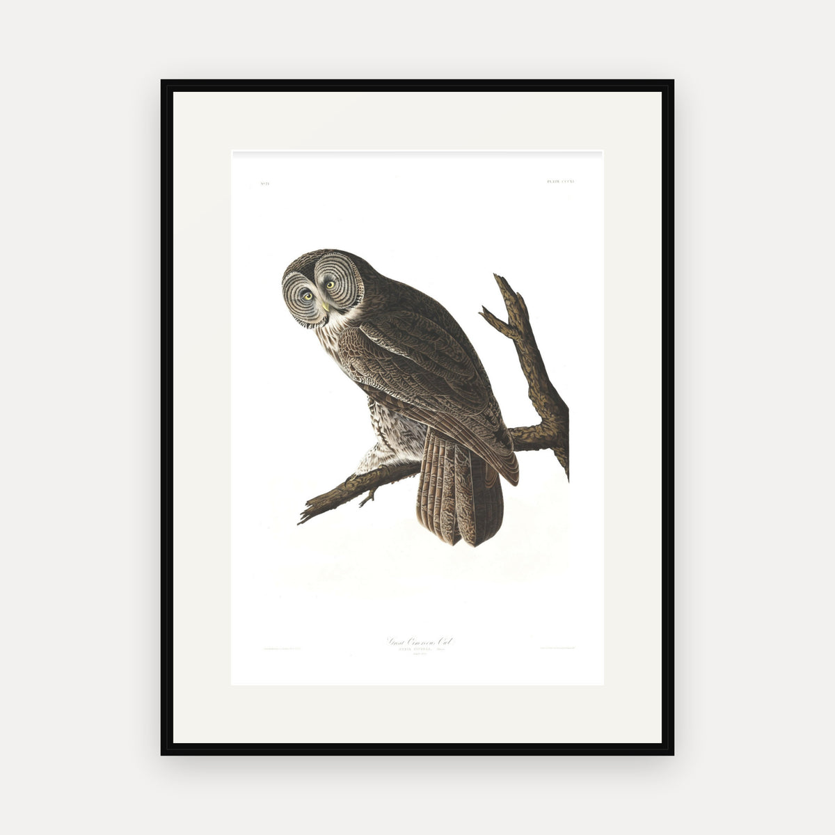 Great Cinereous Owl, Audubon Plate 351, mounted in a black frame