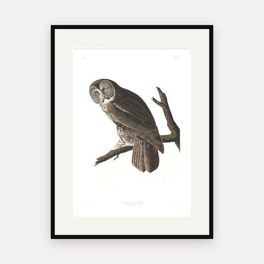 Great Cinereous Owl, Audubon Plate 351, mounted in a black frame
