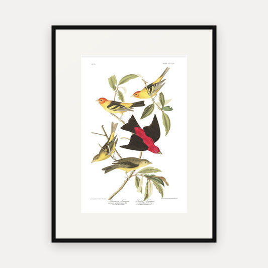 Louisiana Tanager and Scarlet Tanager, Audubon Plate 354, mounted in a black frame