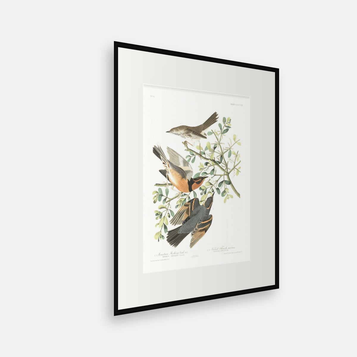 Mountain Mocking bird and Varied Thrush, Audubon Plate 369, mounted in a black frame, angled view
