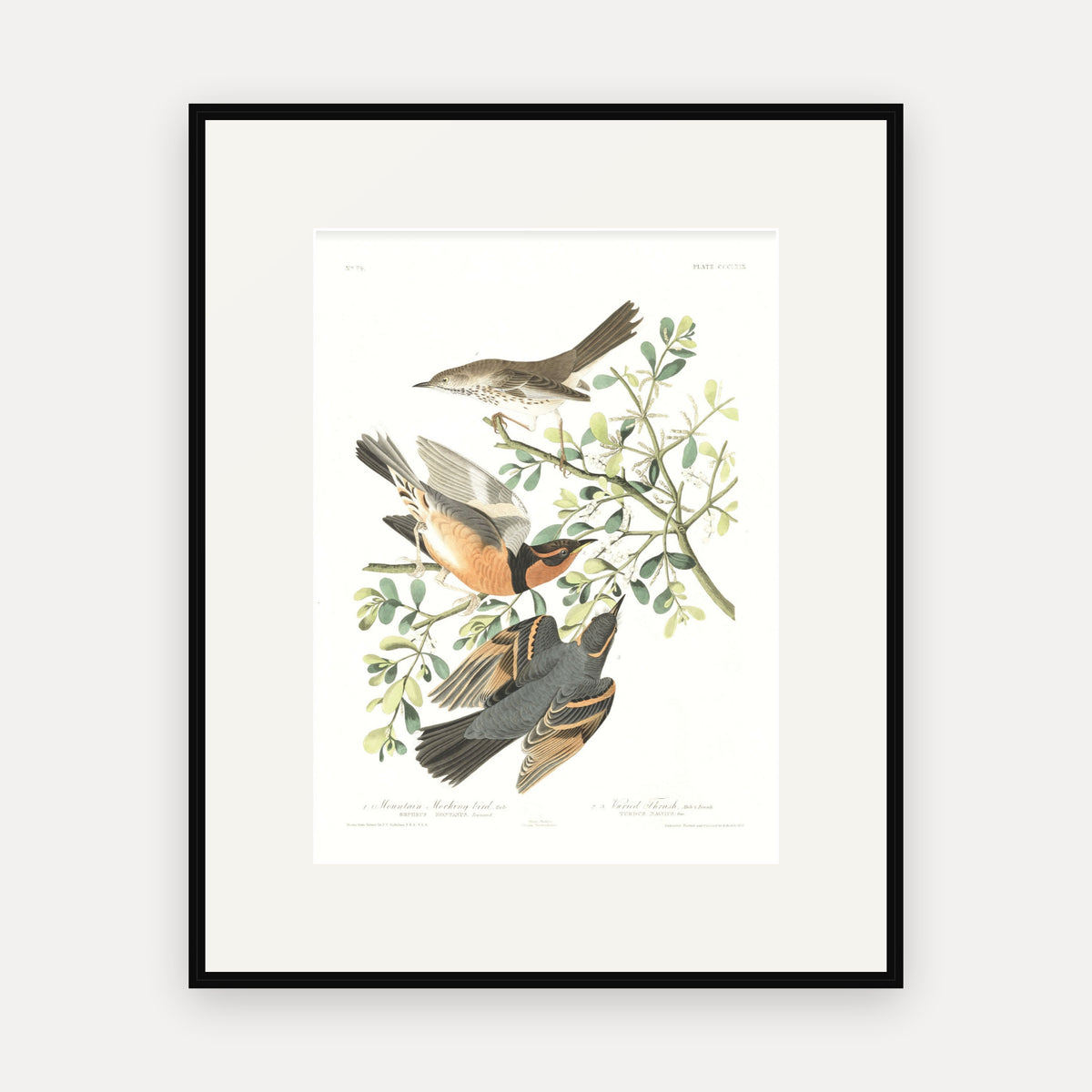 Mountain Mocking bird and Varied Thrush, Audubon Plate 369, mounted in a black frame