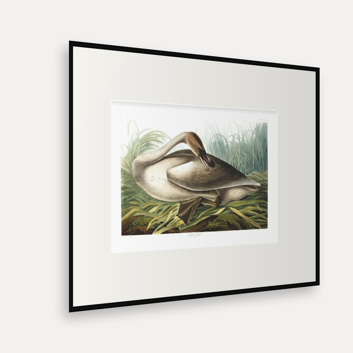 Trumpeter Swan, Audubon Plate 376, mounted in a black frame, angled view