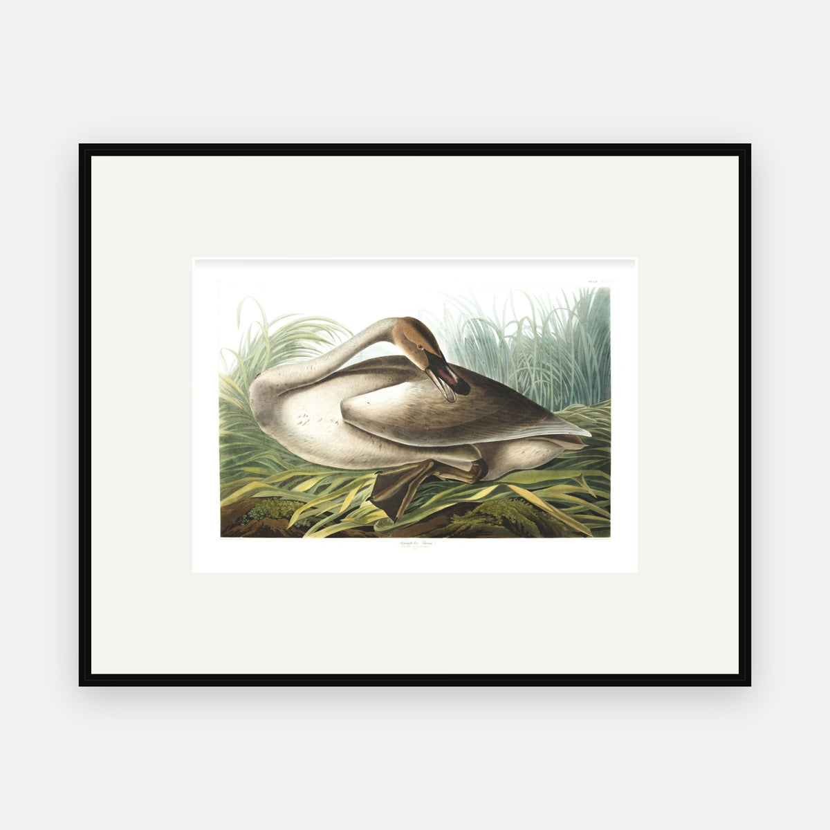 Trumpeter Swan, Audubon Plate 376, mounted in a black frame
