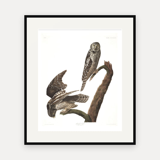 Hawk Owl, Audubon Plate 378, mounted in a black frame