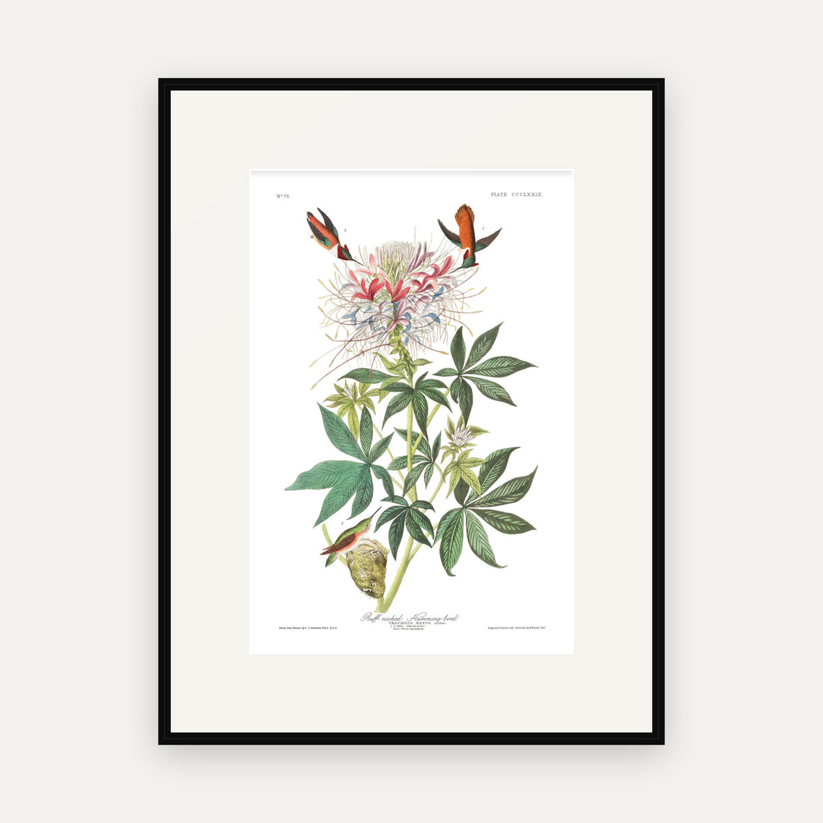 Ruff-necked Humming-bird, Audubon Plate 379, mounted in a black frame