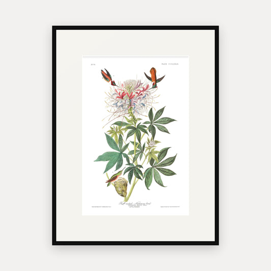 Ruff-necked Humming-bird, Audubon Plate 379, mounted in a black frame