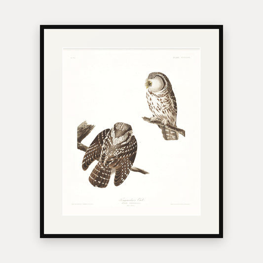 Tengmalm's Owl, Audubon Plate 380, mounted in a black frame