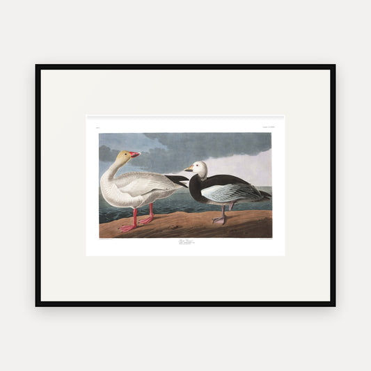 Snow Goose, Audubon Plate 381, mounted in a black frame