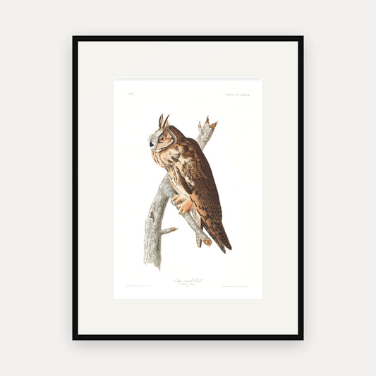 Long-eared Owl, Audubon Plate 383, mounted in a black frame