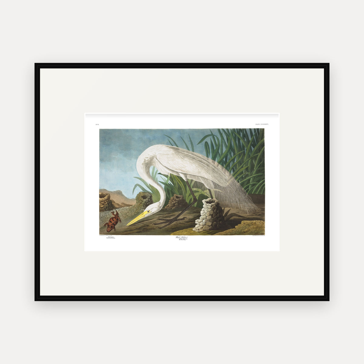 White Heron, Audubon Plate 386, mounted in a black frame