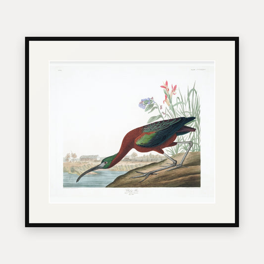 Glossy Ibis, Audubon Plate 387, mounted in a black frame