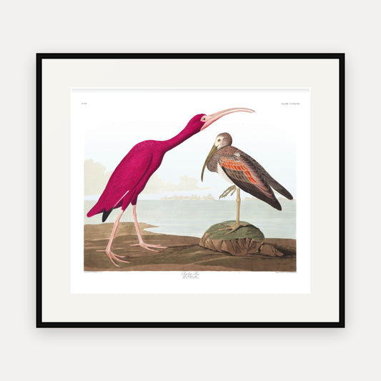 Scarlet Ibis, Audubon Plate 397, mounted in a black frame
