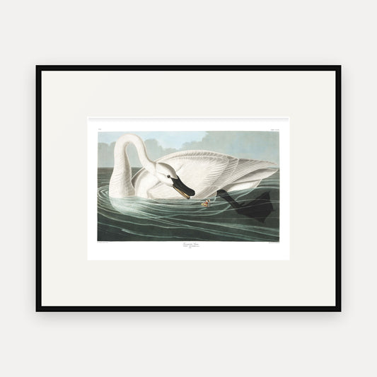 Trumpeter Swan, Audubon Plate 406, mounted in a black frame