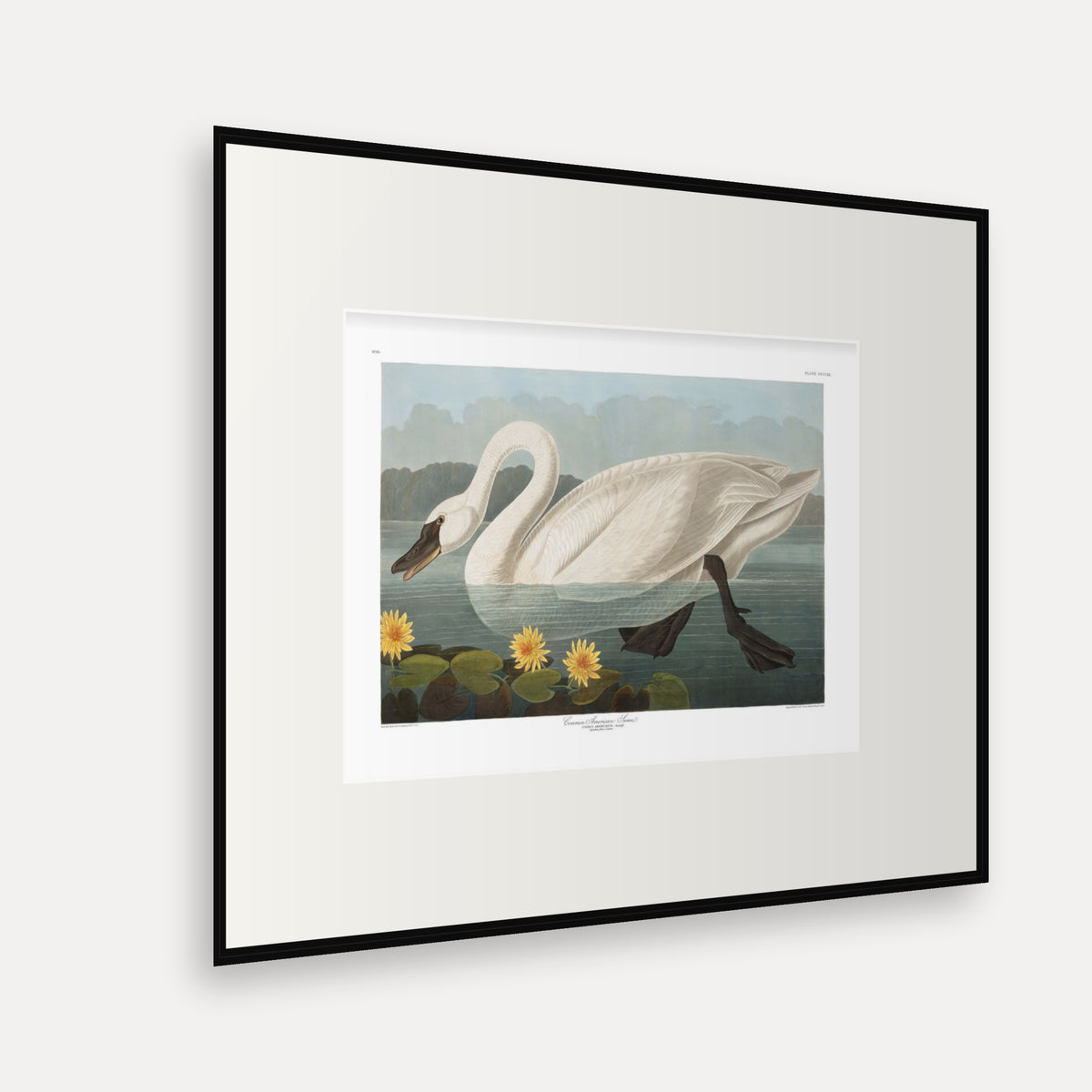 Common American Swan, Audubon Plate 411, mounted in a black frame, angled view