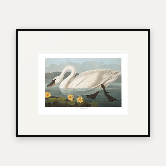 Common American Swan, Audubon Plate 411, mounted in a black frame
