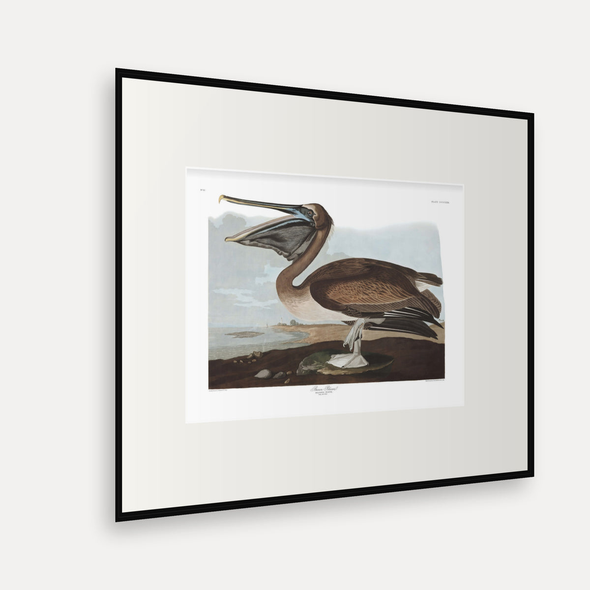 Brown Pelican, Audubon Plate 421, mounted in a black frame, angled view