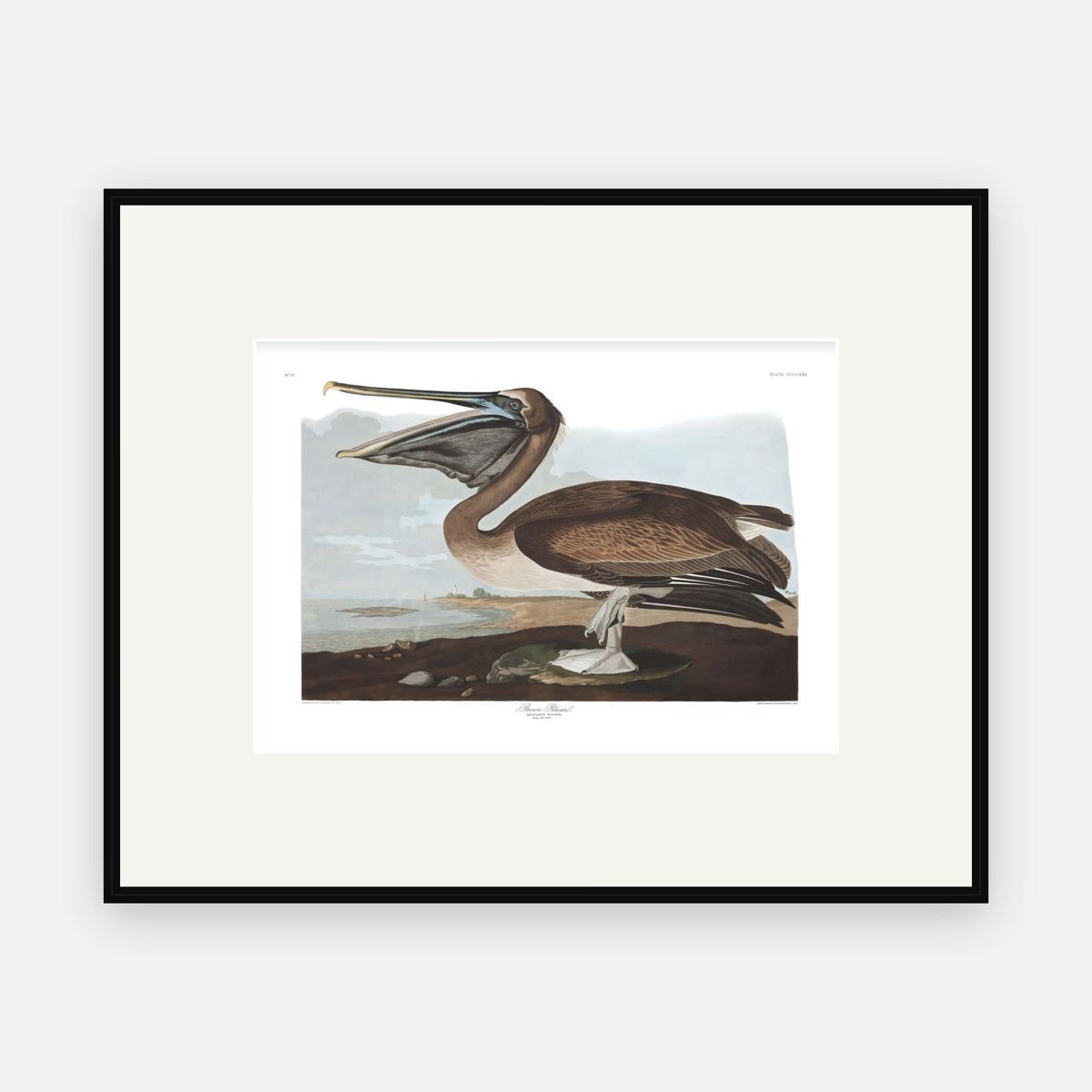 Brown Pelican, Audubon Plate 421, mounted in a black frame