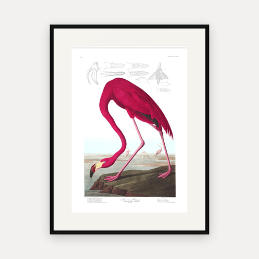 American Flamingo, Audubon Plate 431, mounted in a black frame