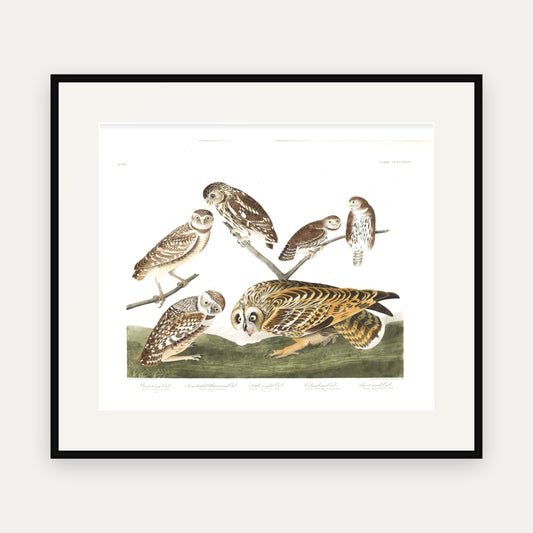 Burrowing Owl, Large-headed Burrowing Owl, Little night Owl, Columbian Owl, Short-eared Owl, Audubon Plate 432, mounted in a black frame