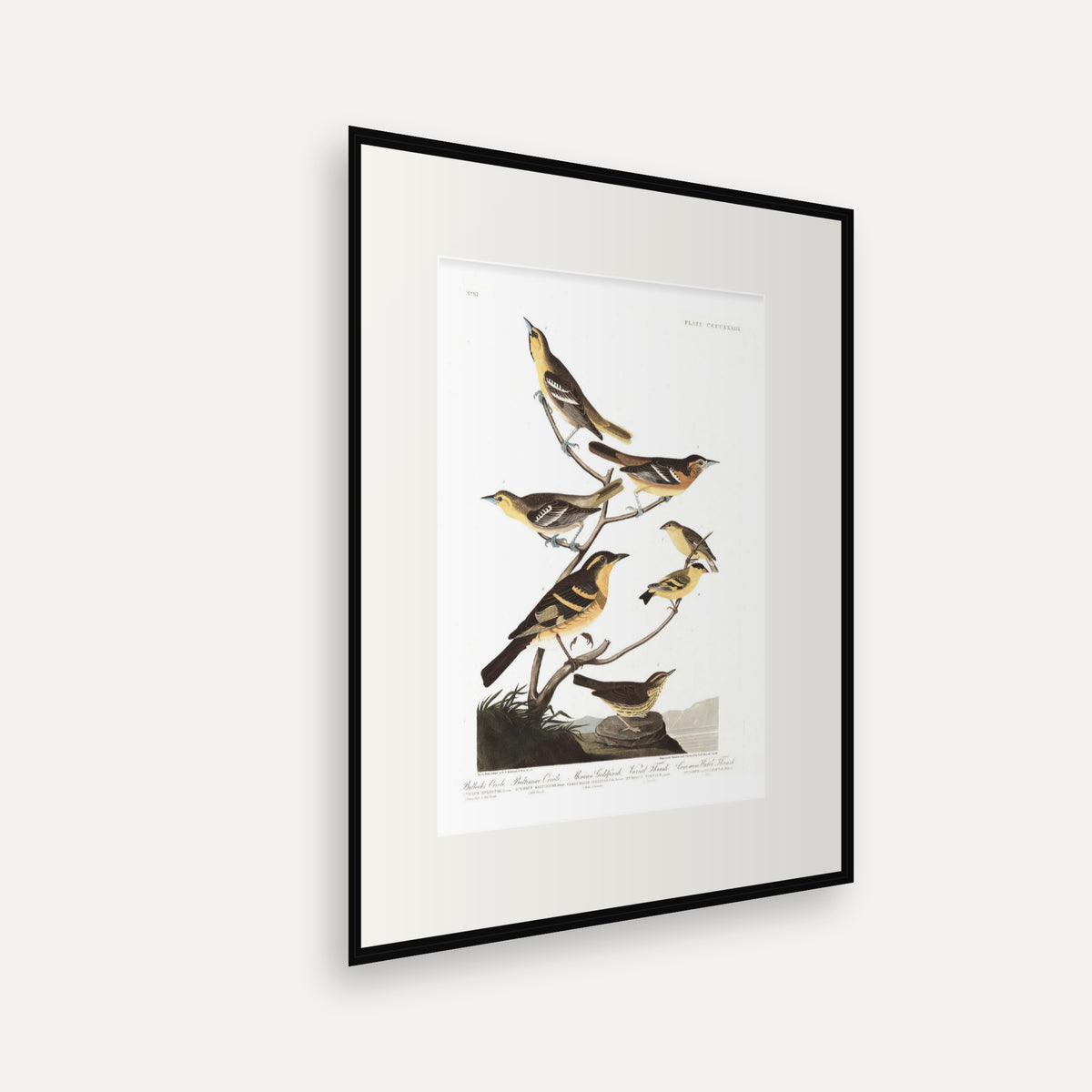 Bullock's Oriole, Baltimore Oriole, Mexican Goldfinch, Varied Thrush, Common Water Thrush, Audubon Plate 433, mounted in a black frame, angled view