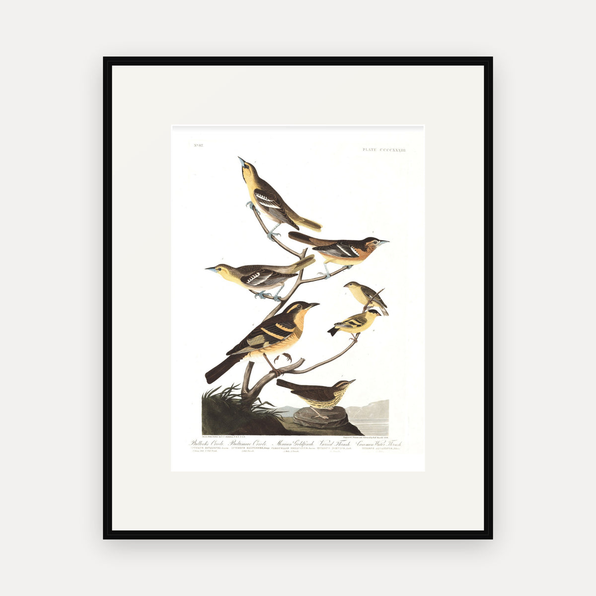 Bullock's Oriole, Baltimore Oriole, Mexican Goldfinch, Varied Thrush, Common Water Thrush, Audubon Plate 433, mounted in a black frame