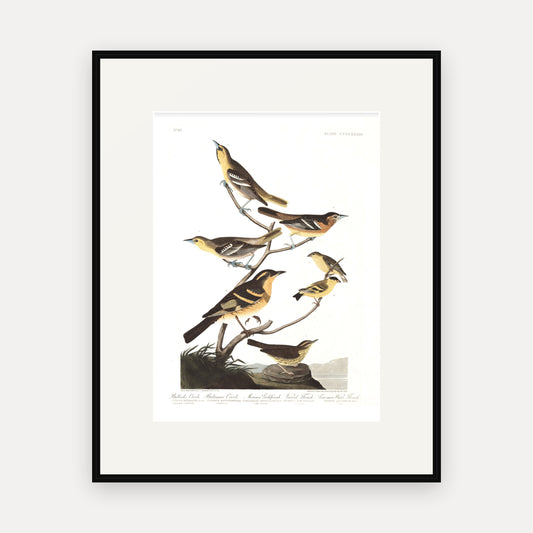 Bullock's Oriole, Baltimore Oriole, Mexican Goldfinch, Varied Thrush, Common Water Thrush, Audubon Plate 433, mounted in a black frame