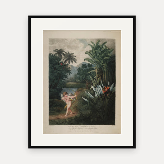 Cupid Inspiring Plants with Love, Thornton's Temple of Flora - mounted and framed print, front view