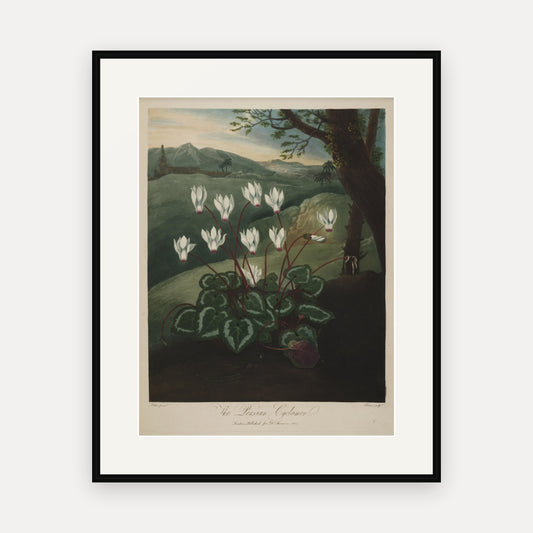 The Persian Cyclamen, Thornton's Temple of Flora - mounted and framed print, front view