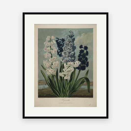 Hyacinths, Thornton's Temple of Flora - mounted and framed print, front view
